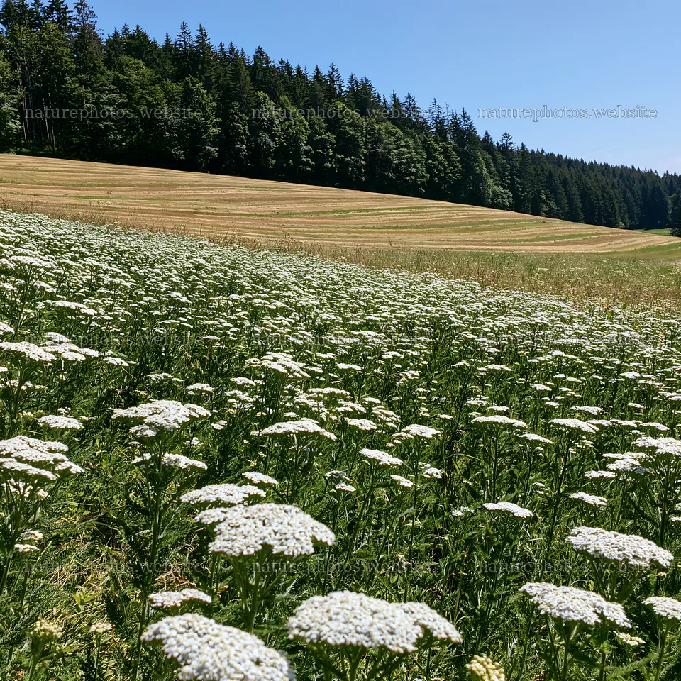Yarrow meadow blooms in a sunny field near a forest – nature photos 7938x7938