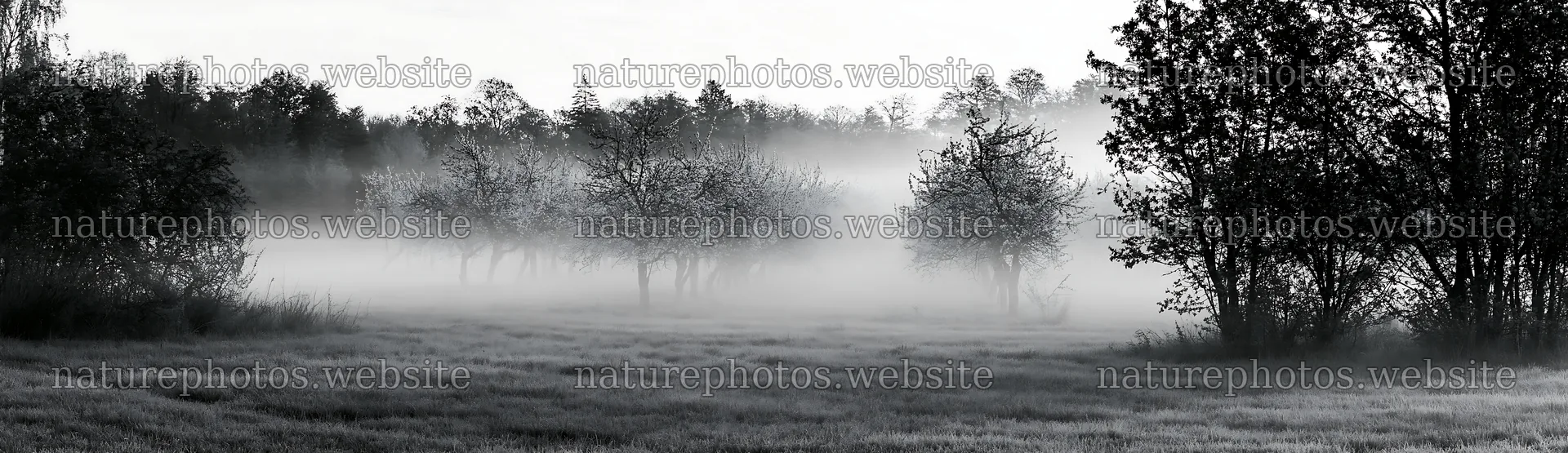 Spring orchard meadow in foggy weather – nature photos 14762x4268