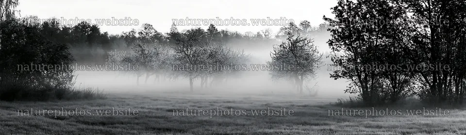 Spring orchard meadow in foggy weather – nature photos 14762x4268