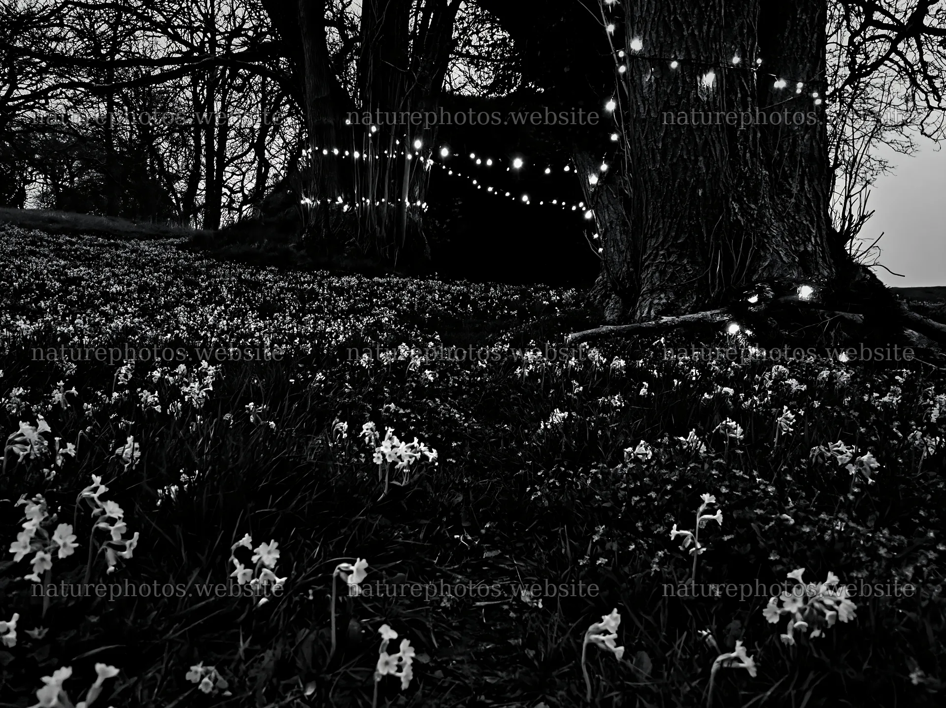 Christmas lights beside cave in meadow – nature photos 9174x6866