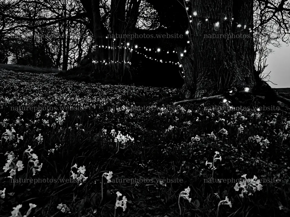 Christmas lights beside cave in meadow – nature photos 9174x6866