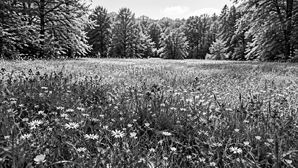 Rim-Lit Forest Clearing in Black and White – nature photos 10331x5808