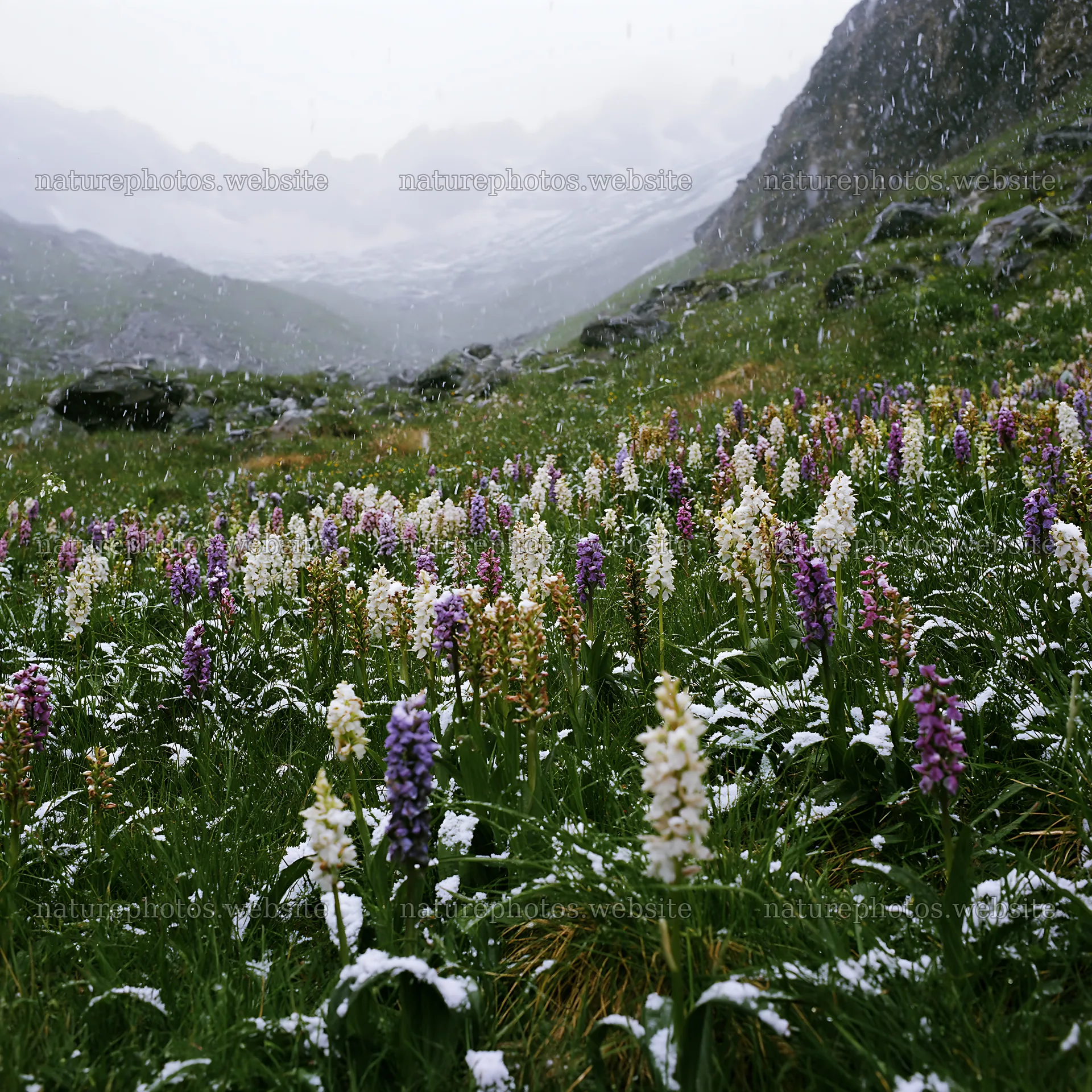 Colorful orchid meadow with snow and mountains in the distance – nature photos 7938x7938