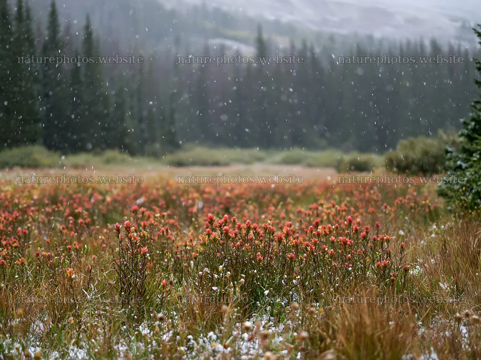 Snowy Rocky Mountain Park meadow with flowers in winter – nature photos 9174x6866