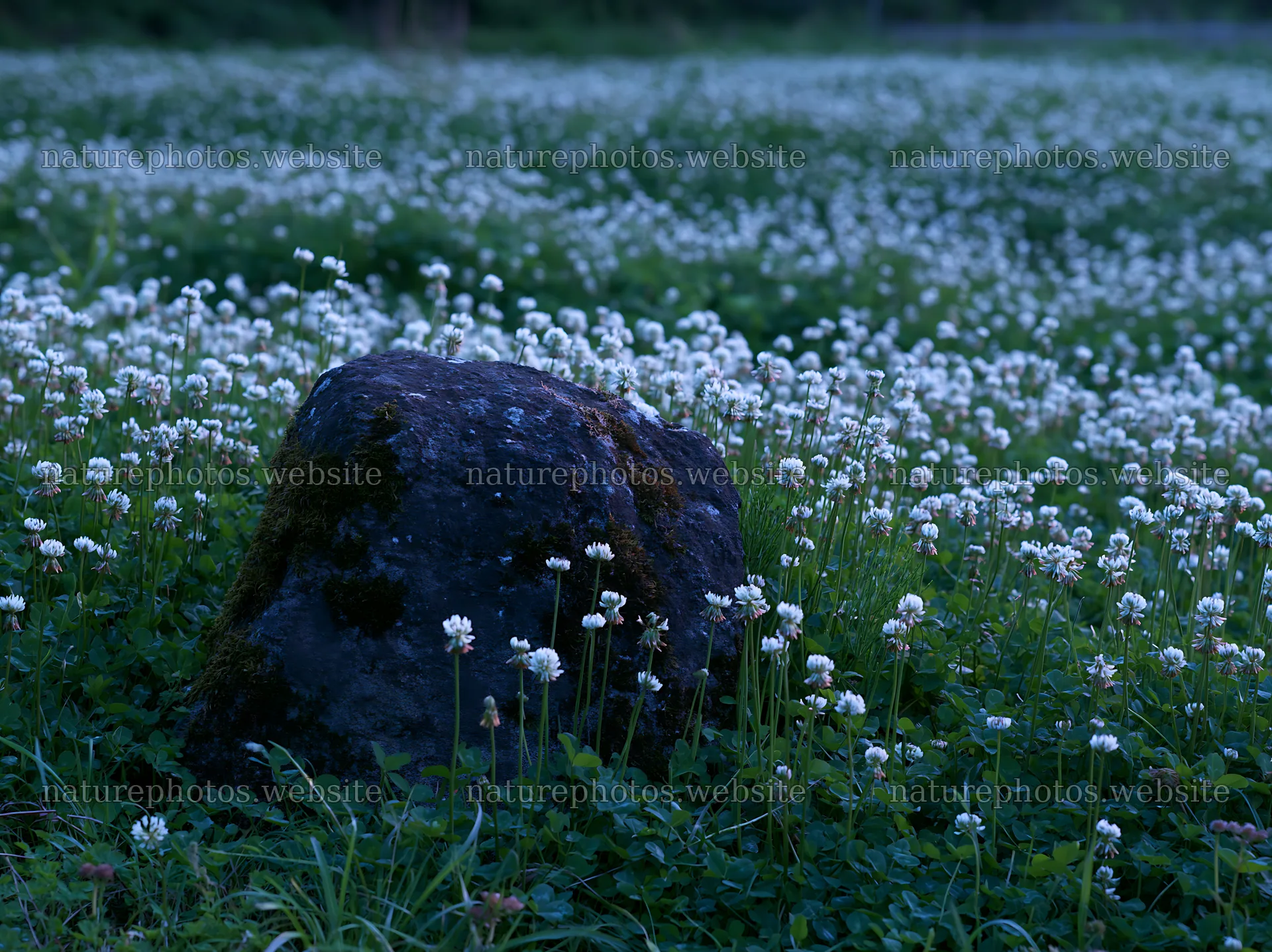 Miyagi spring recovery meadow mossy stone in flower field – nature photos 9174x6866