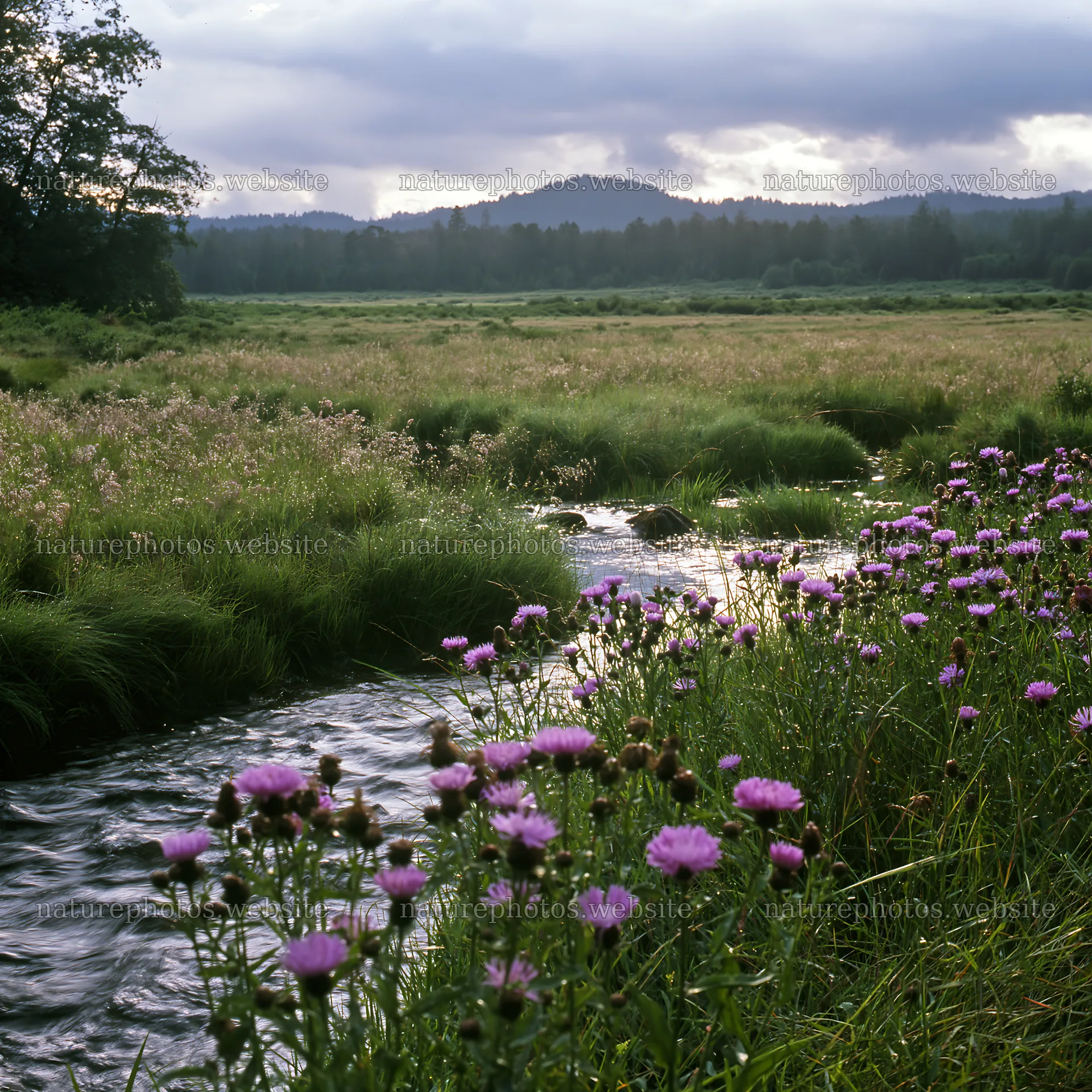 Wildflowers near a flowing stream in a meadow landscape – nature photos 7938x7938
