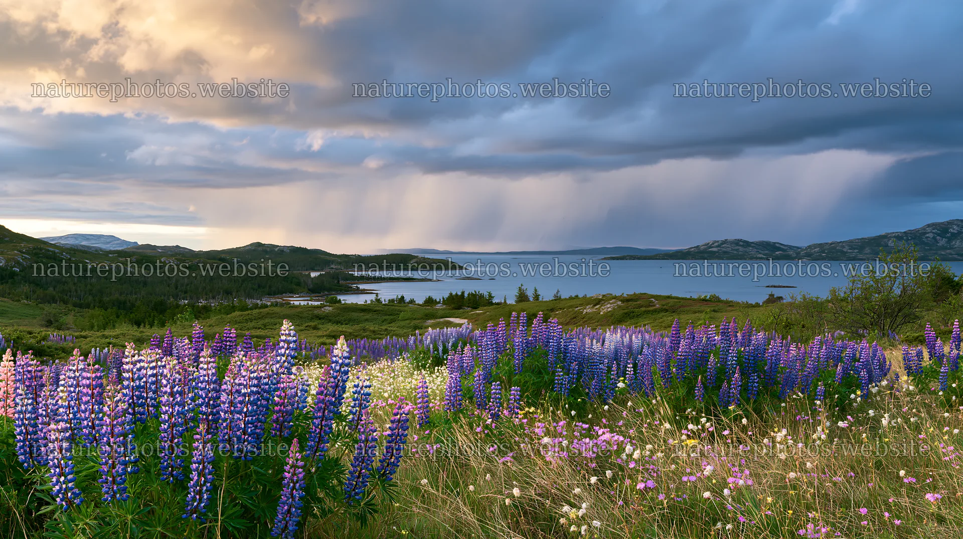 Colorful lupine meadow near a lake under a cloudy sky – nature photos 10608x5938