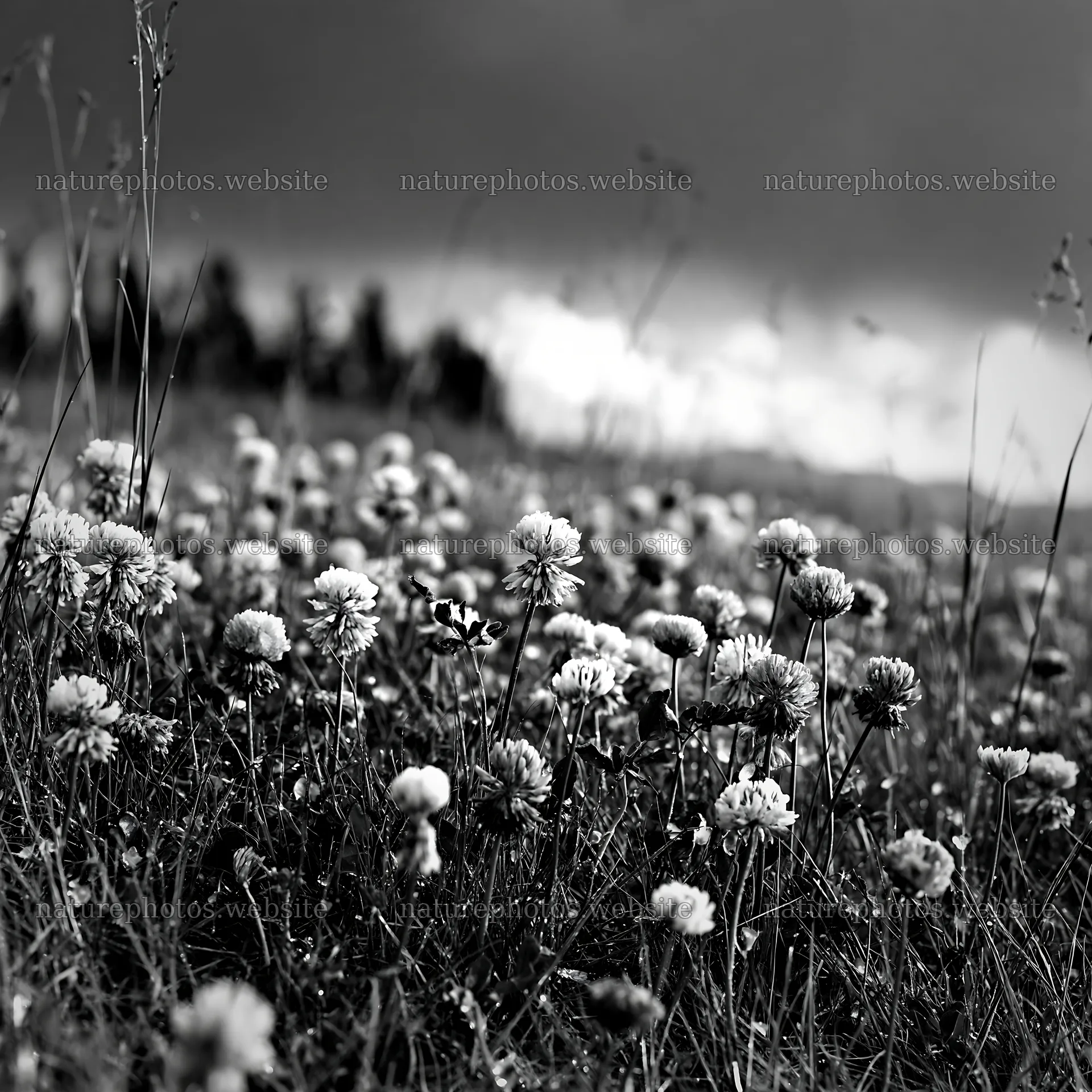 Colorful clover meadow under clouded sky – nature photos 7938x7938