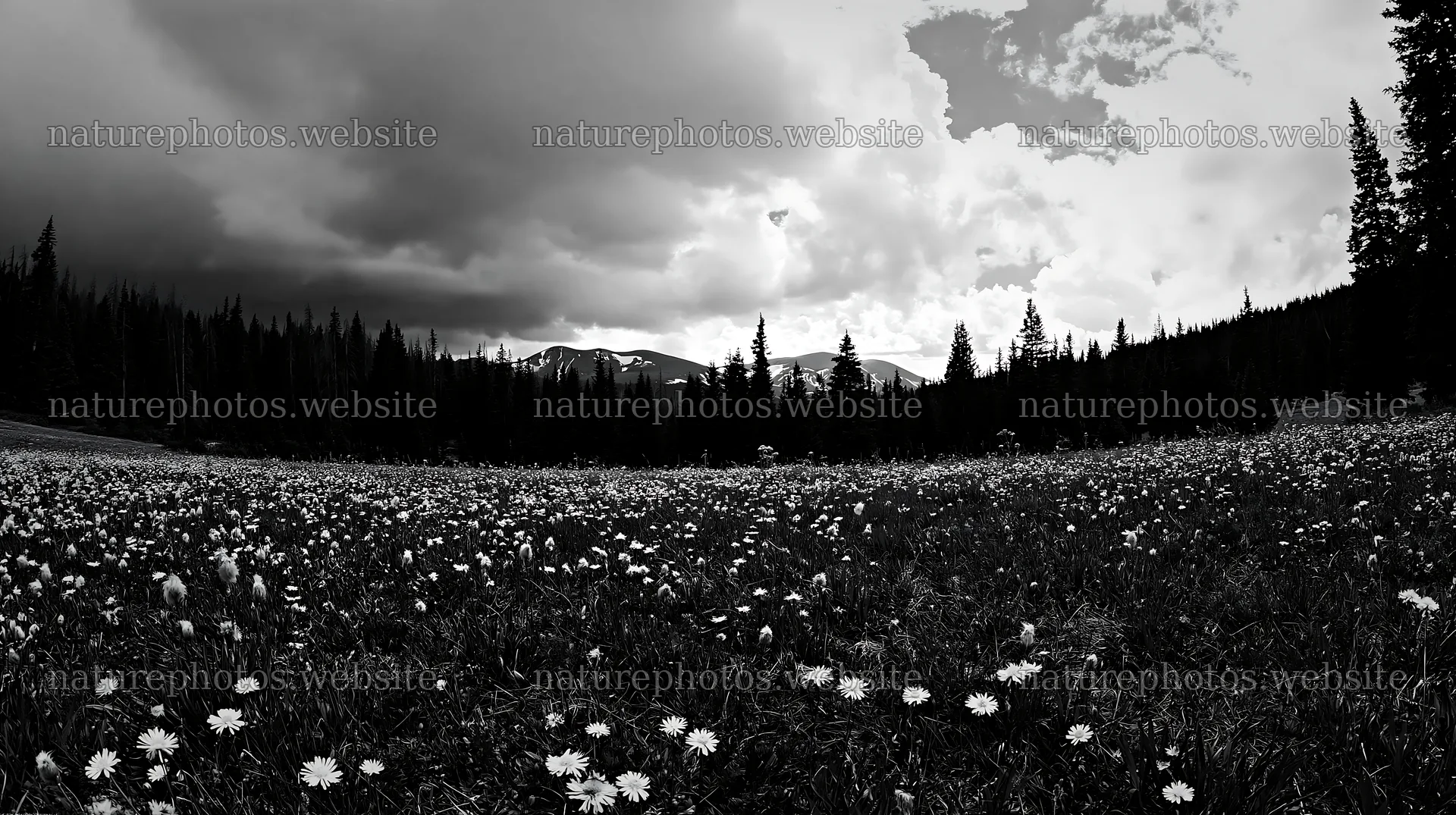 Meadow with seedheads under cloudy sky and mountains – nature photos 10608x5938