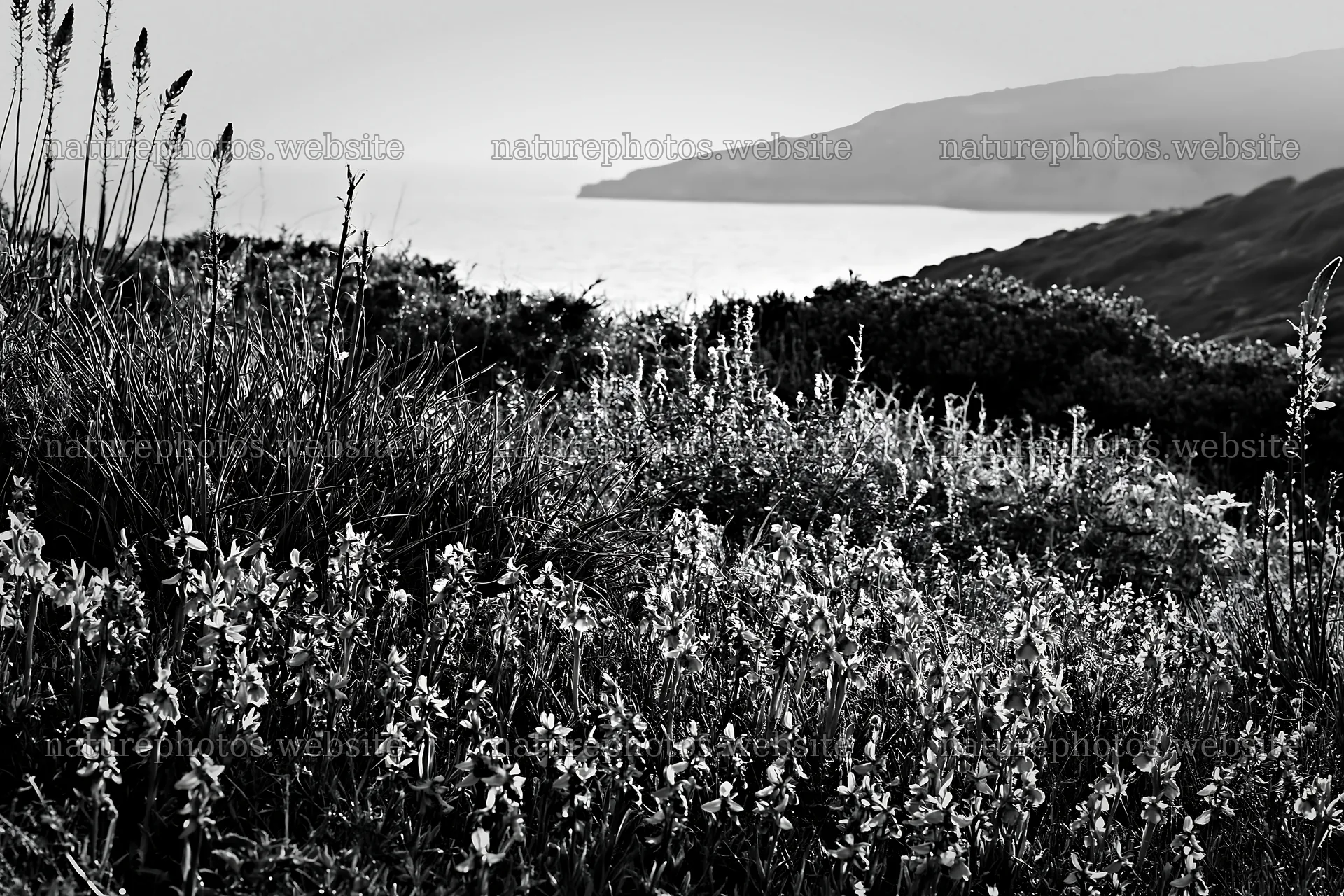 Colorful orchid meadow by the sea – nature photos 9722x6480