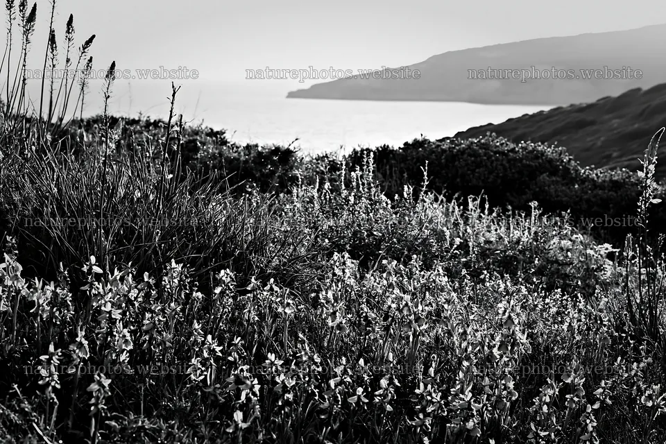 Colorful orchid meadow by the sea – nature photos 9722x6480