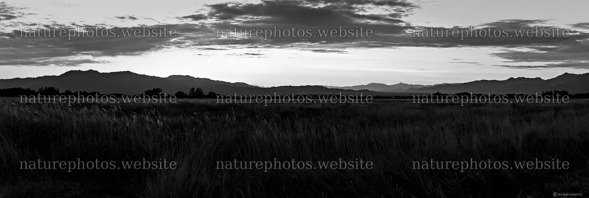 Aichi restored meadow autumn seedheads foreground – nature photos 13690x4602