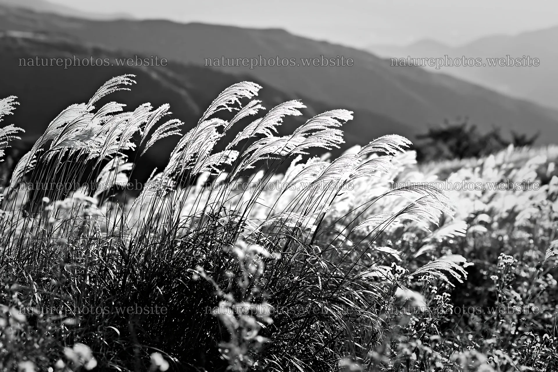 Autumn meadow with tall grass and mountains in the background – nature photos 9722x6480
