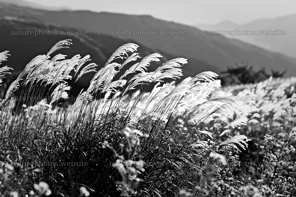 Autumn meadow with tall grass and mountains in the background – nature photos 9722x6480