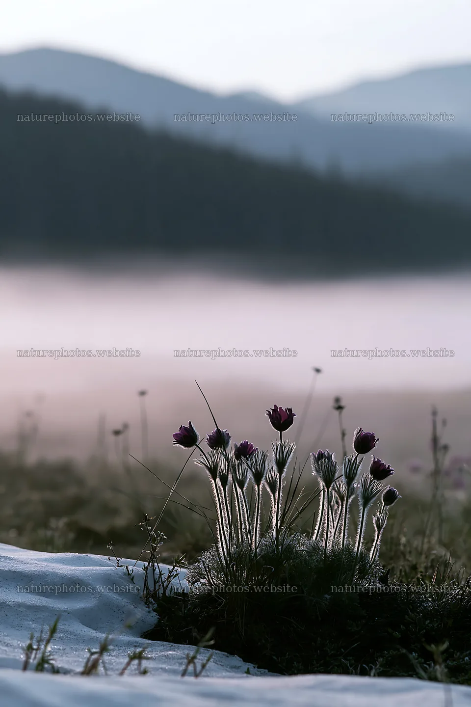 Snowdrift meadow with flowers in early morning light – nature photos 6480x9722