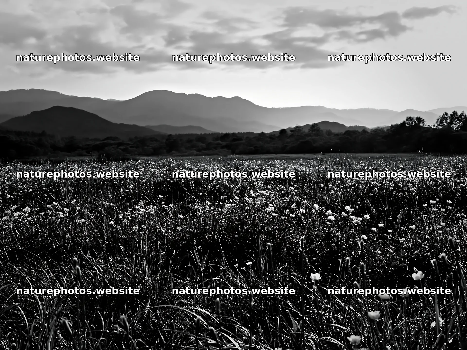 Iwate rain refreshed meadow seedhead foreground – nature photos 9174x6866