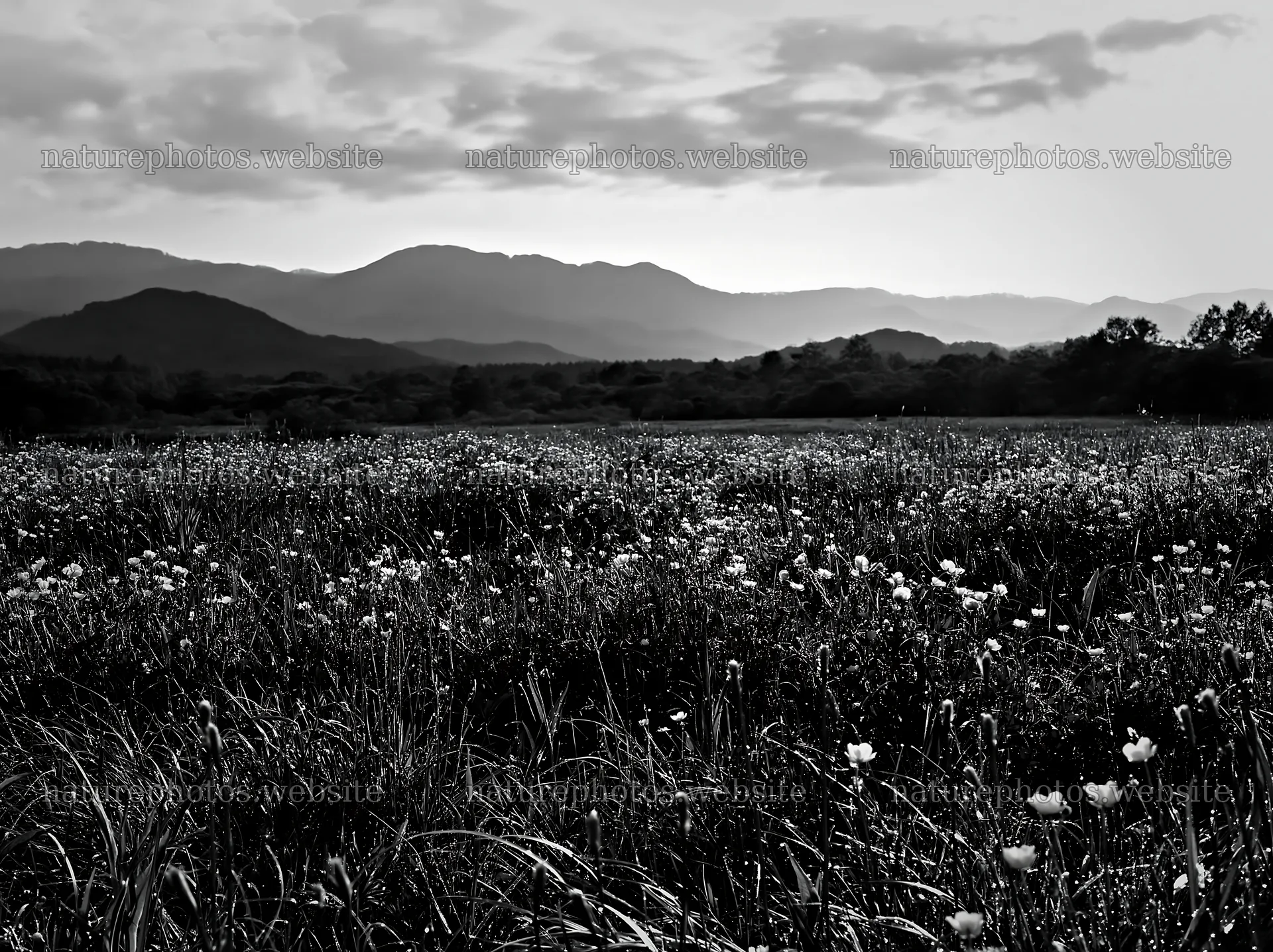 Iwate rain refreshed meadow seedhead foreground – nature photos 9174x6866