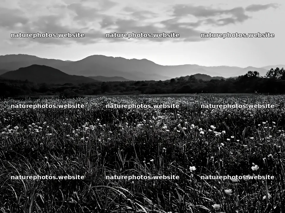 Iwate rain refreshed meadow seedhead foreground – nature photos 9174x6866