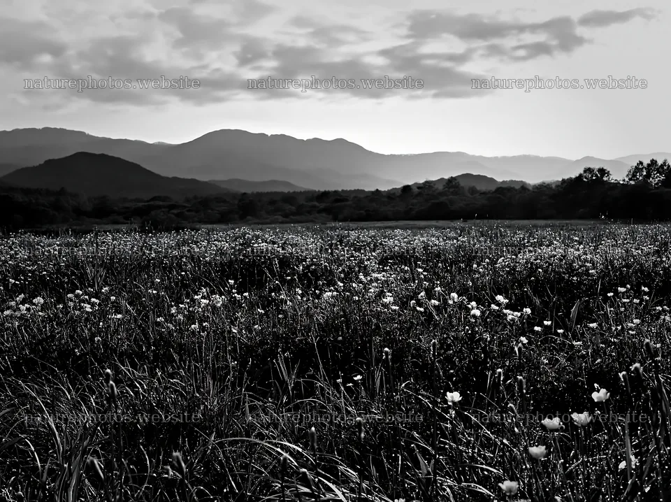 Iwate rain refreshed meadow seedhead foreground – nature photos 9174x6866