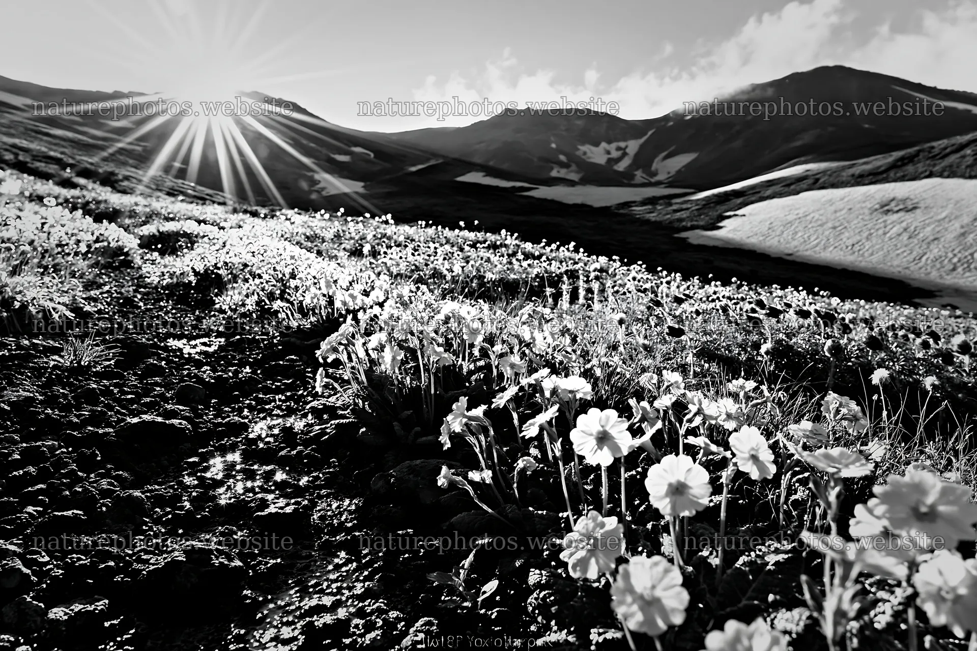 Daisetsuzan alpine meadow light rays at sunrise – nature photos 9722x6480