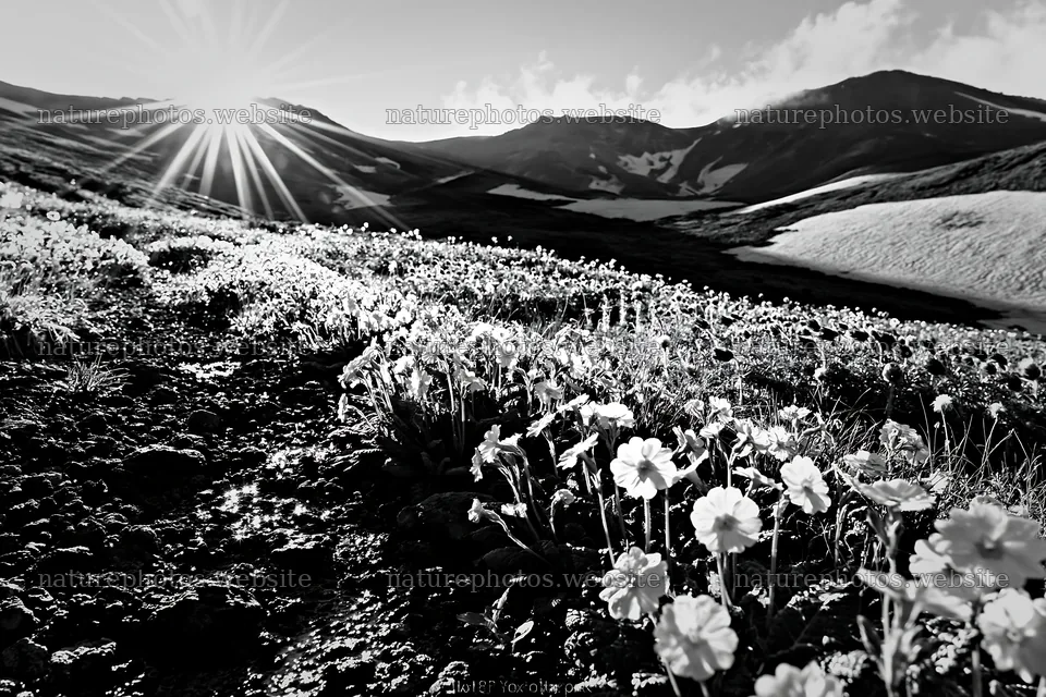 Daisetsuzan alpine meadow light rays at sunrise – nature photos 9722x6480
