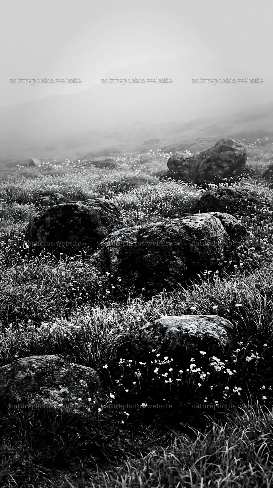 Highland meadow with granite stones in Oita – nature photos 5938x10608