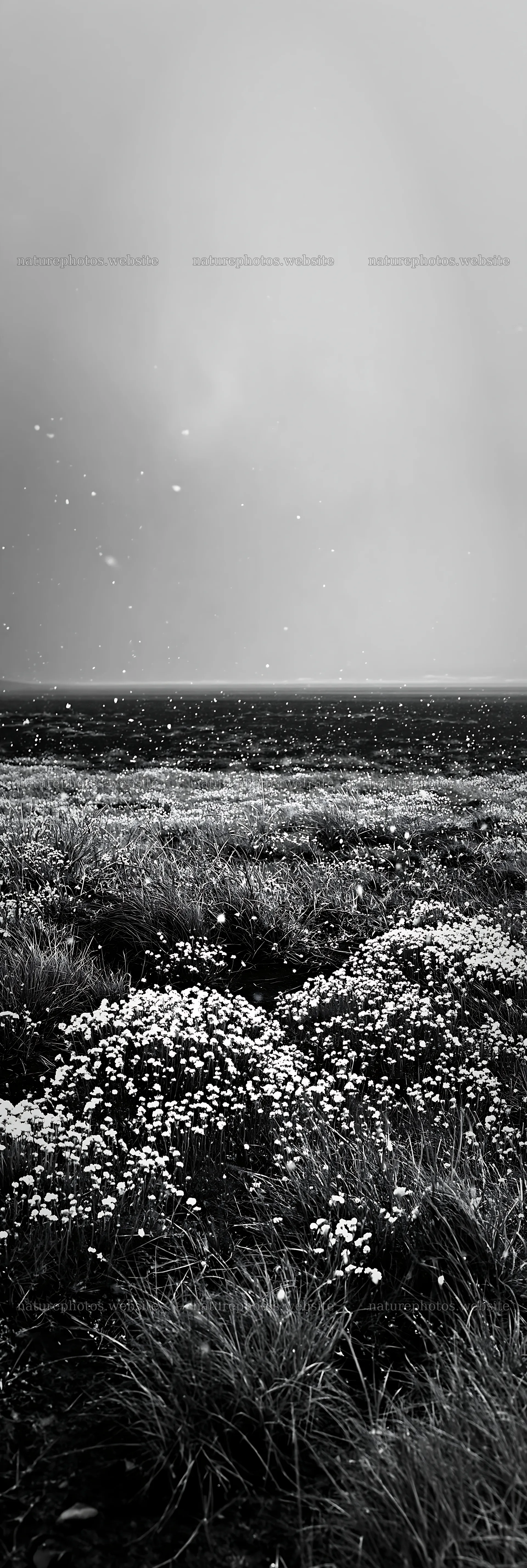Snowy beach meadow with wildflowers and gentle snowfall – nature photos 4602x13690