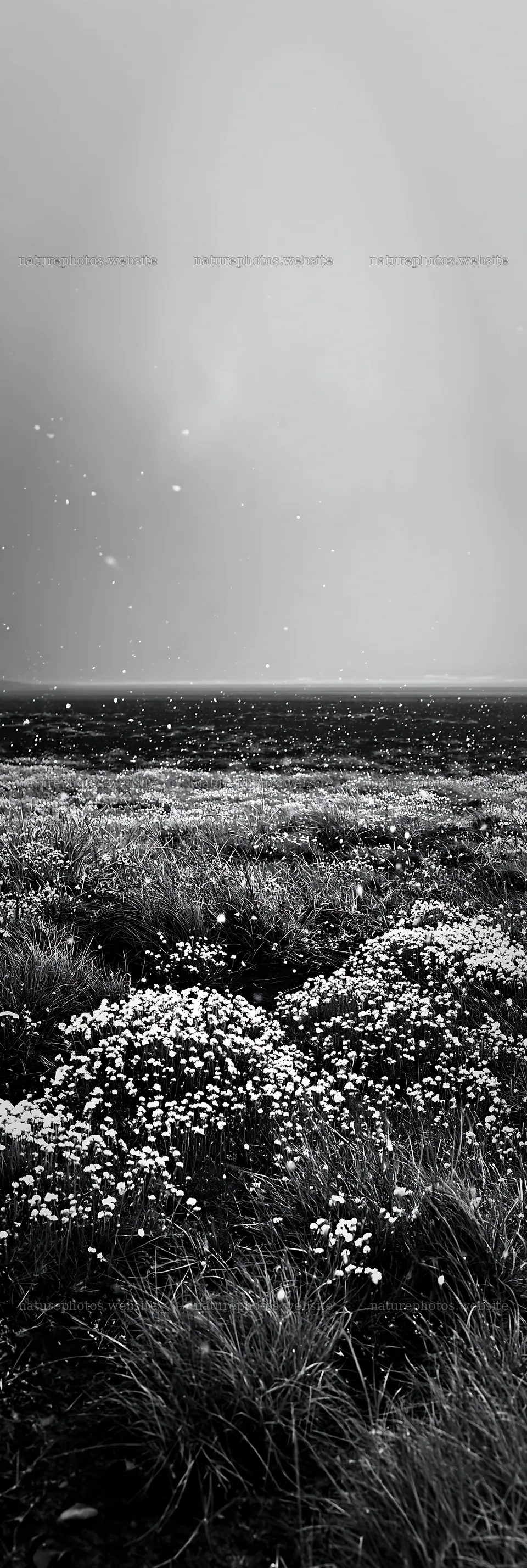 Snowy beach meadow with wildflowers and gentle snowfall – nature photos 4602x13690