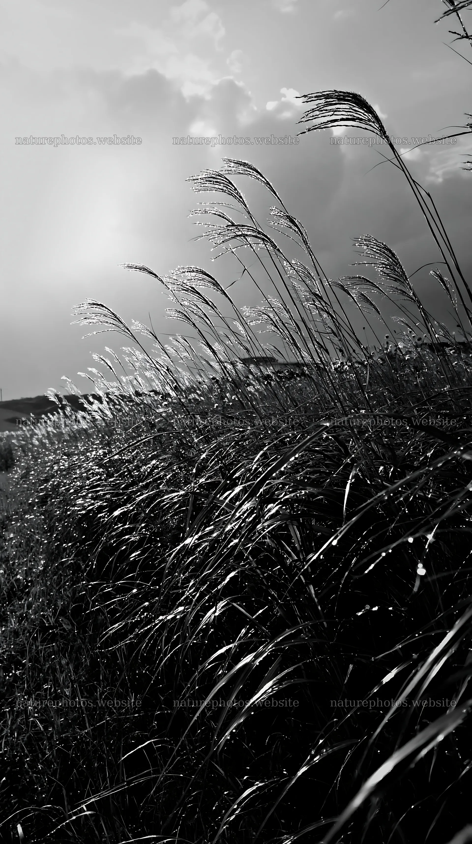 Expansive Hokkaido meadow with dewdrops in black and white – nature photos 5938x10608