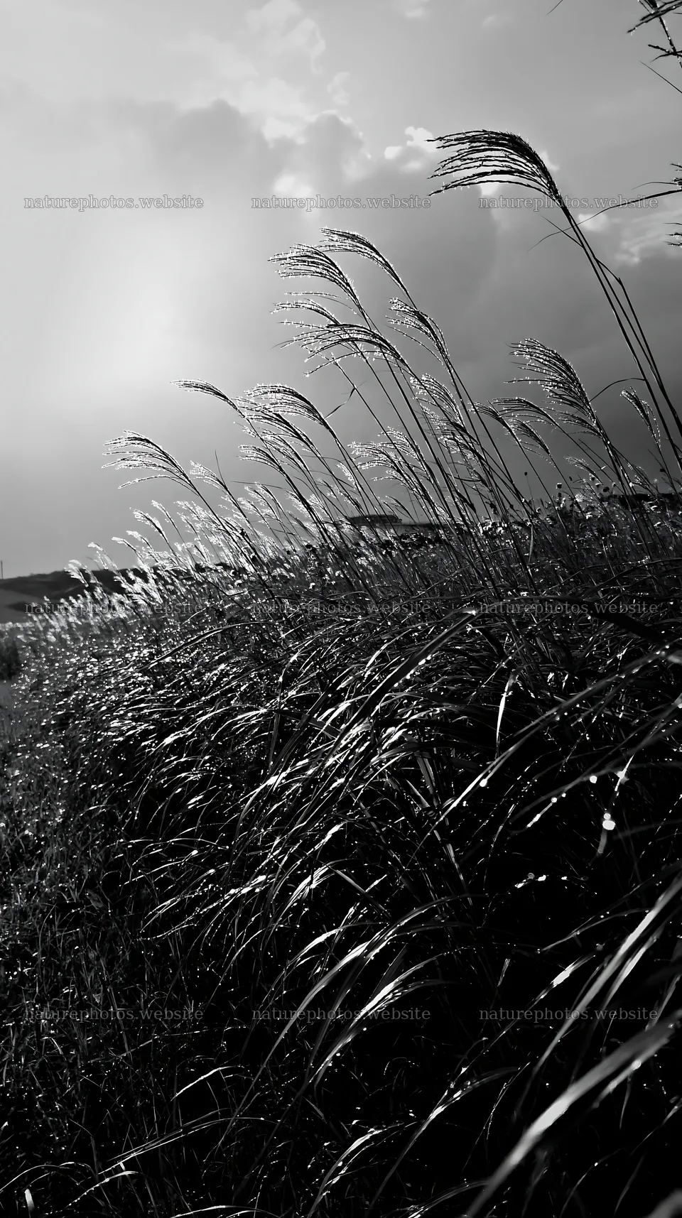 Expansive Hokkaido meadow with dewdrops in black and white – nature photos 5938x10608