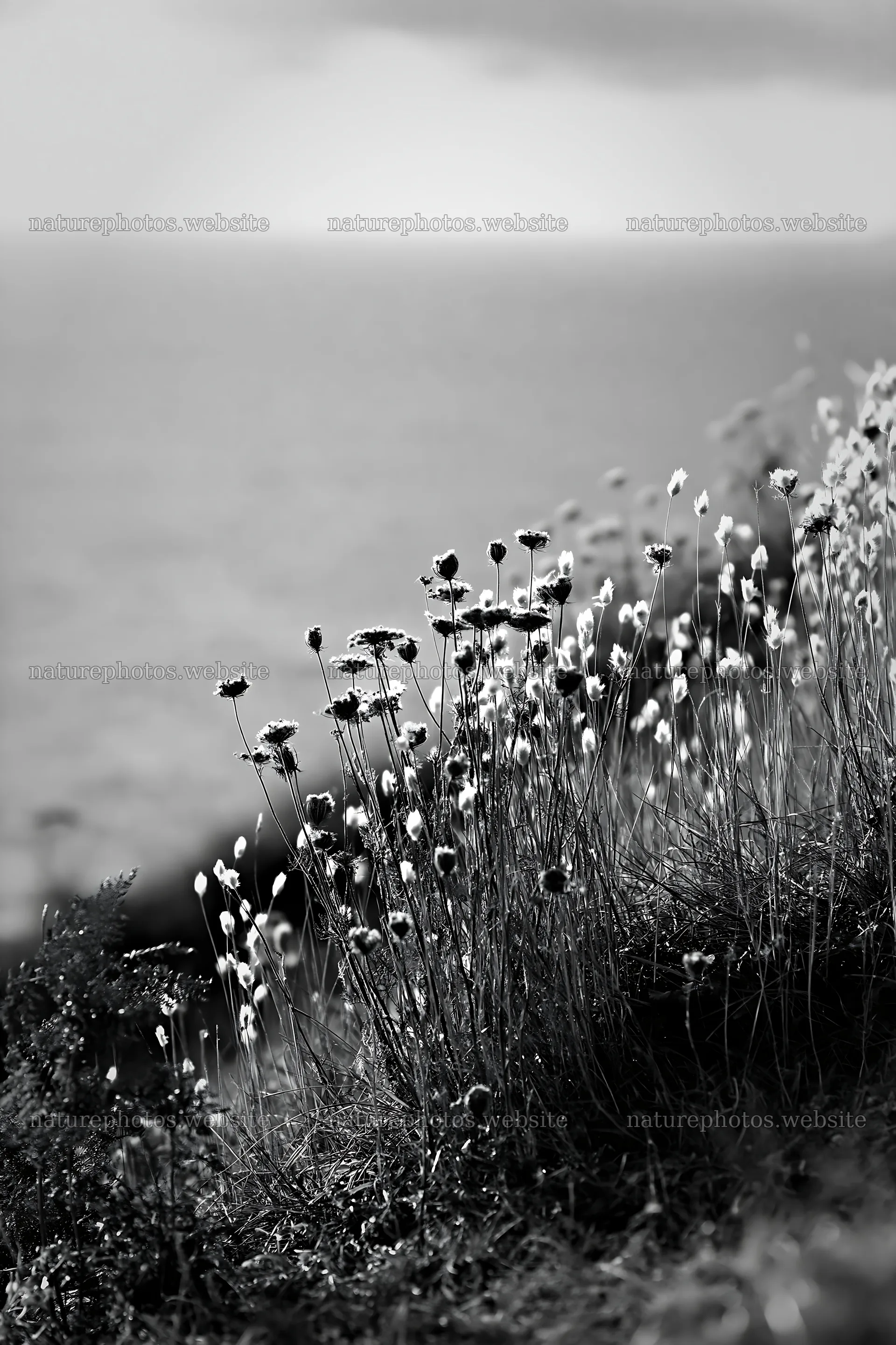 Clifftop meadow with wildflowers by the ocean – nature photos 6480x9722