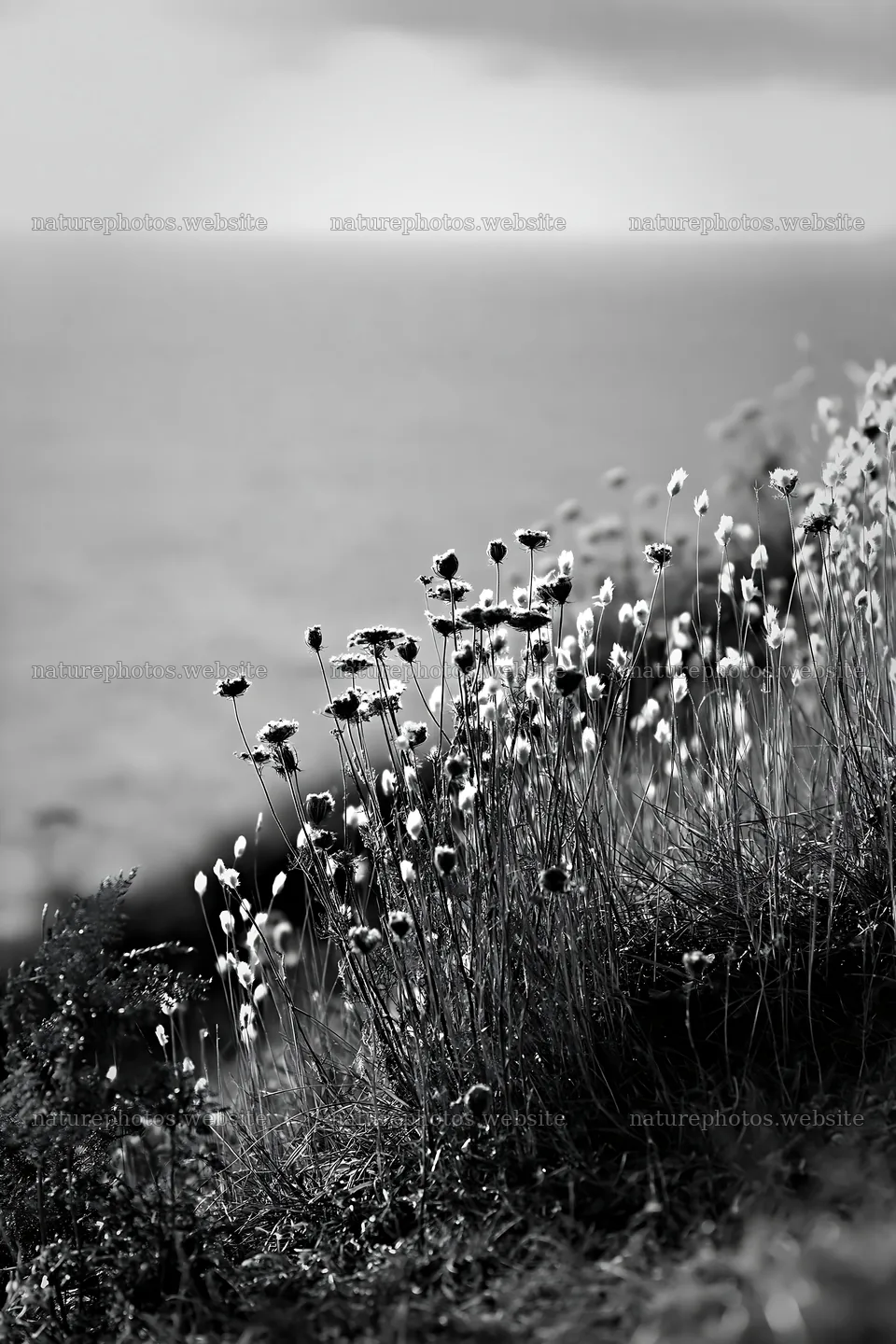Clifftop meadow with wildflowers by the ocean – nature photos 6480x9722