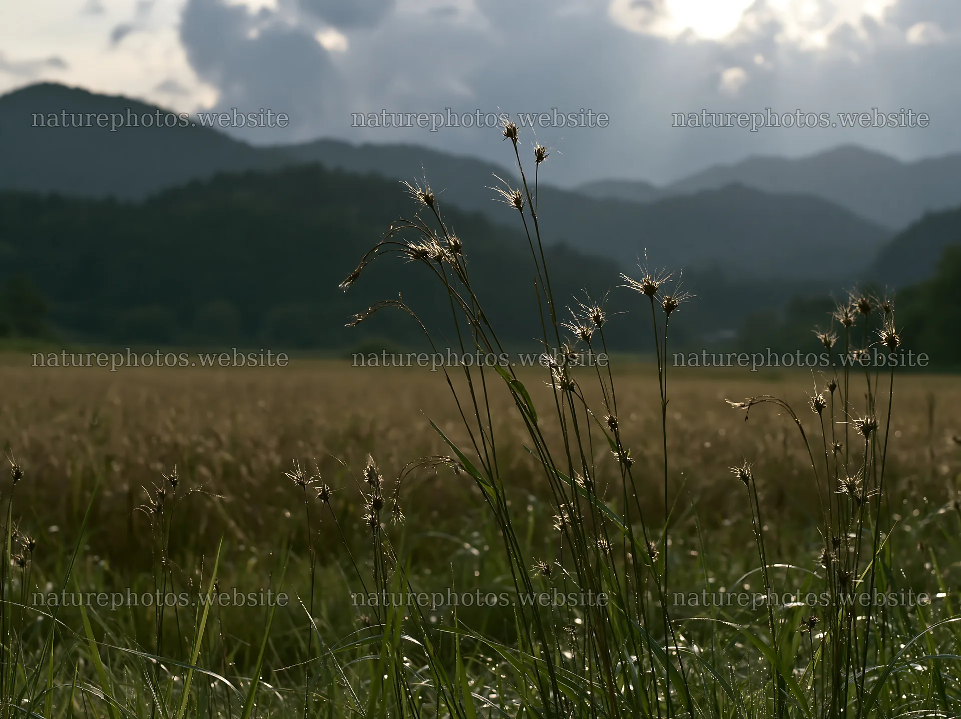 Okayama golden meadow with seedhead foreground – nature photos 9174x6866