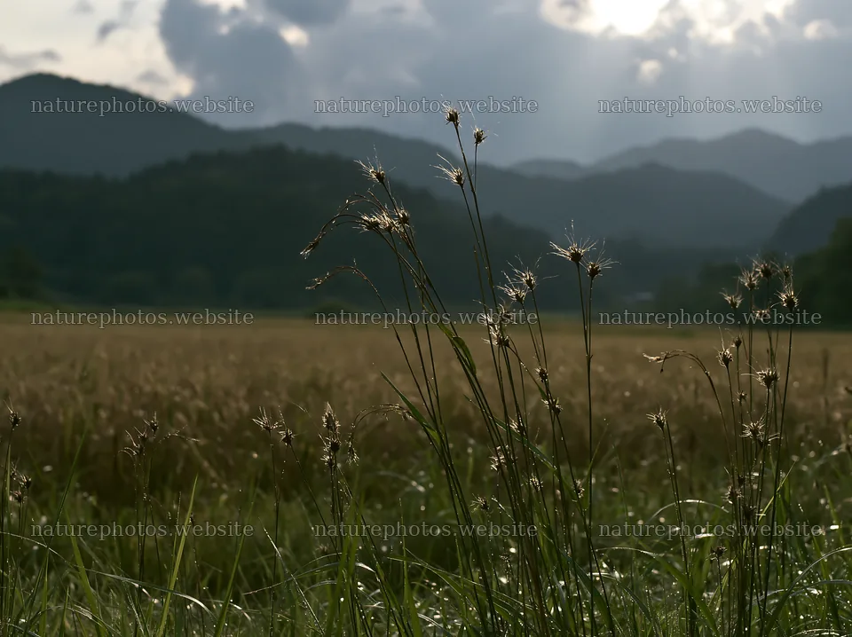 Okayama golden meadow with seedhead foreground – nature photos 9174x6866