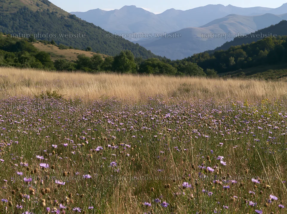 French meadow below Pyrenees range with wildflowers and hills – nature photos 9174x6866