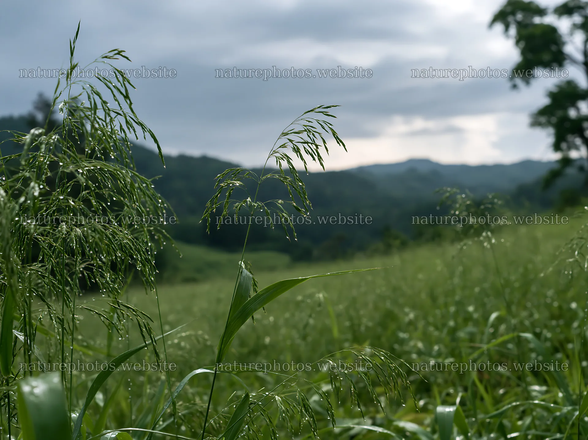 Iwate rain refreshed meadow seedhead foreground – nature photos 9174x6866