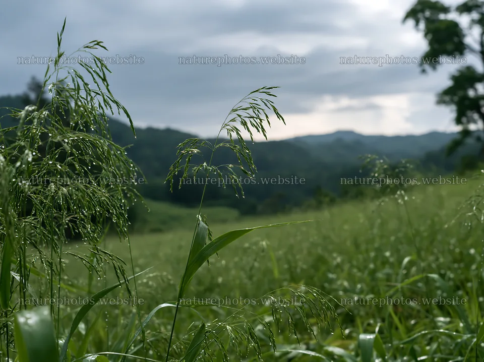 Iwate rain refreshed meadow seedhead foreground – nature photos 9174x6866