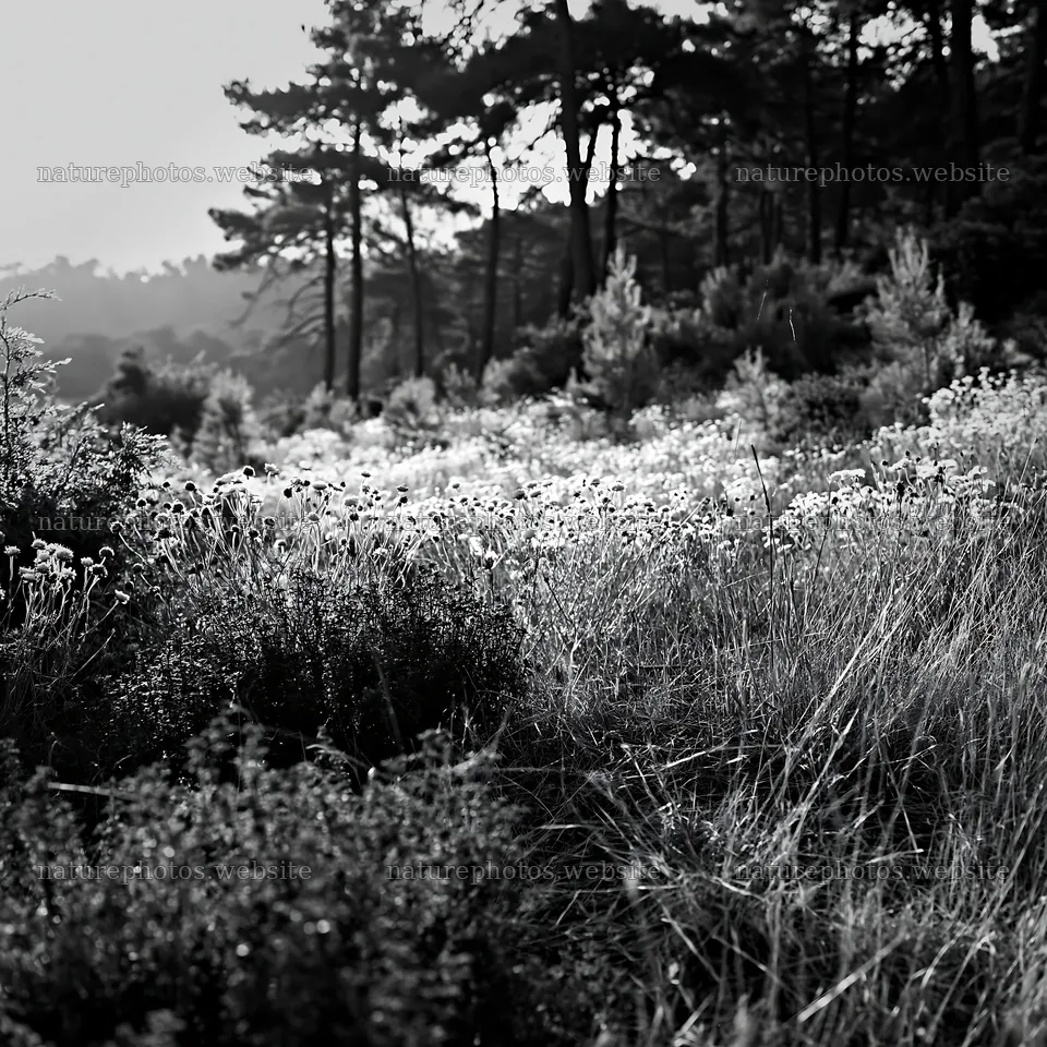 Pine forest meadow with flowers in black and white – nature photos 7938x7938