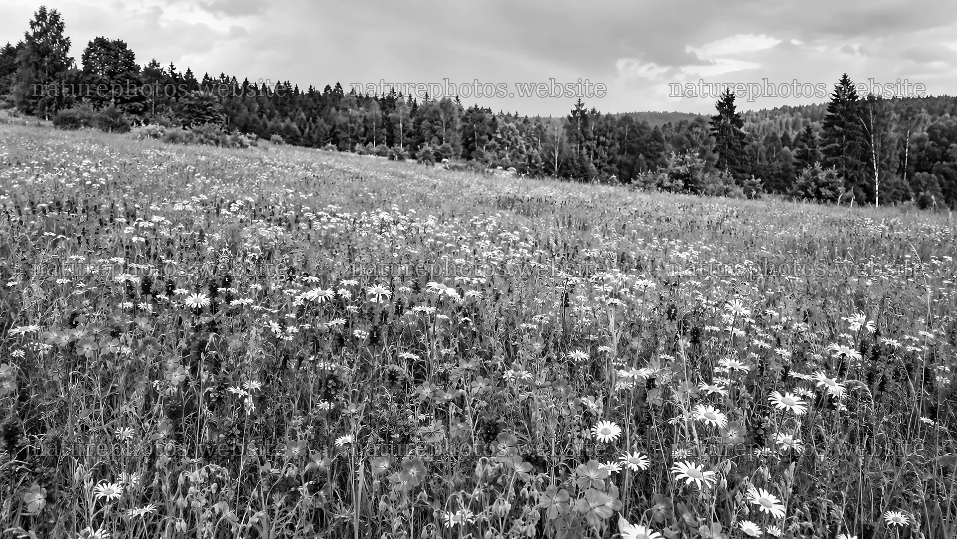 Wildflower Meadow in a Woodland Clearing – nature photos 10324x5812