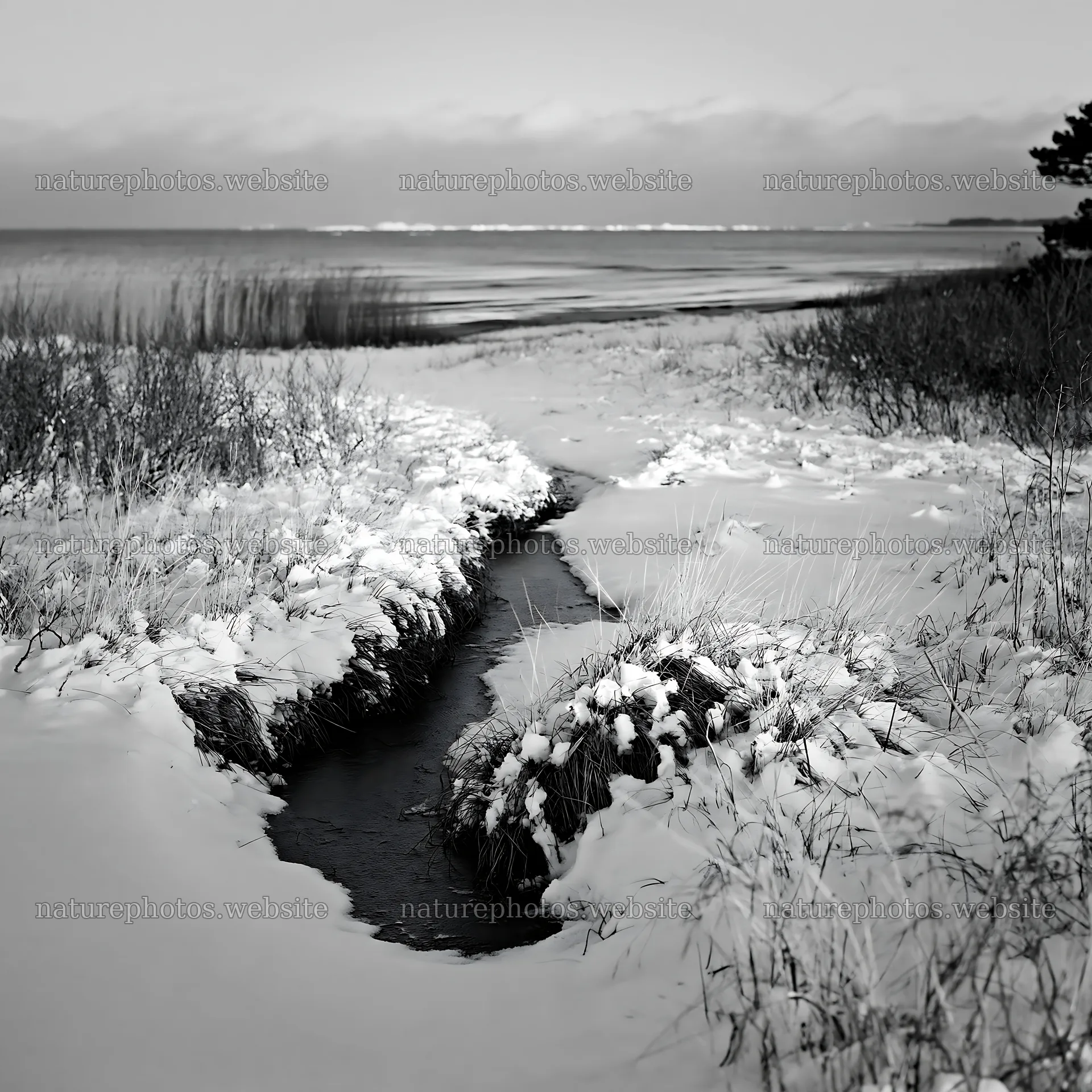 Snowy beach meadow with a stream and ocean view – nature photos 7938x7938