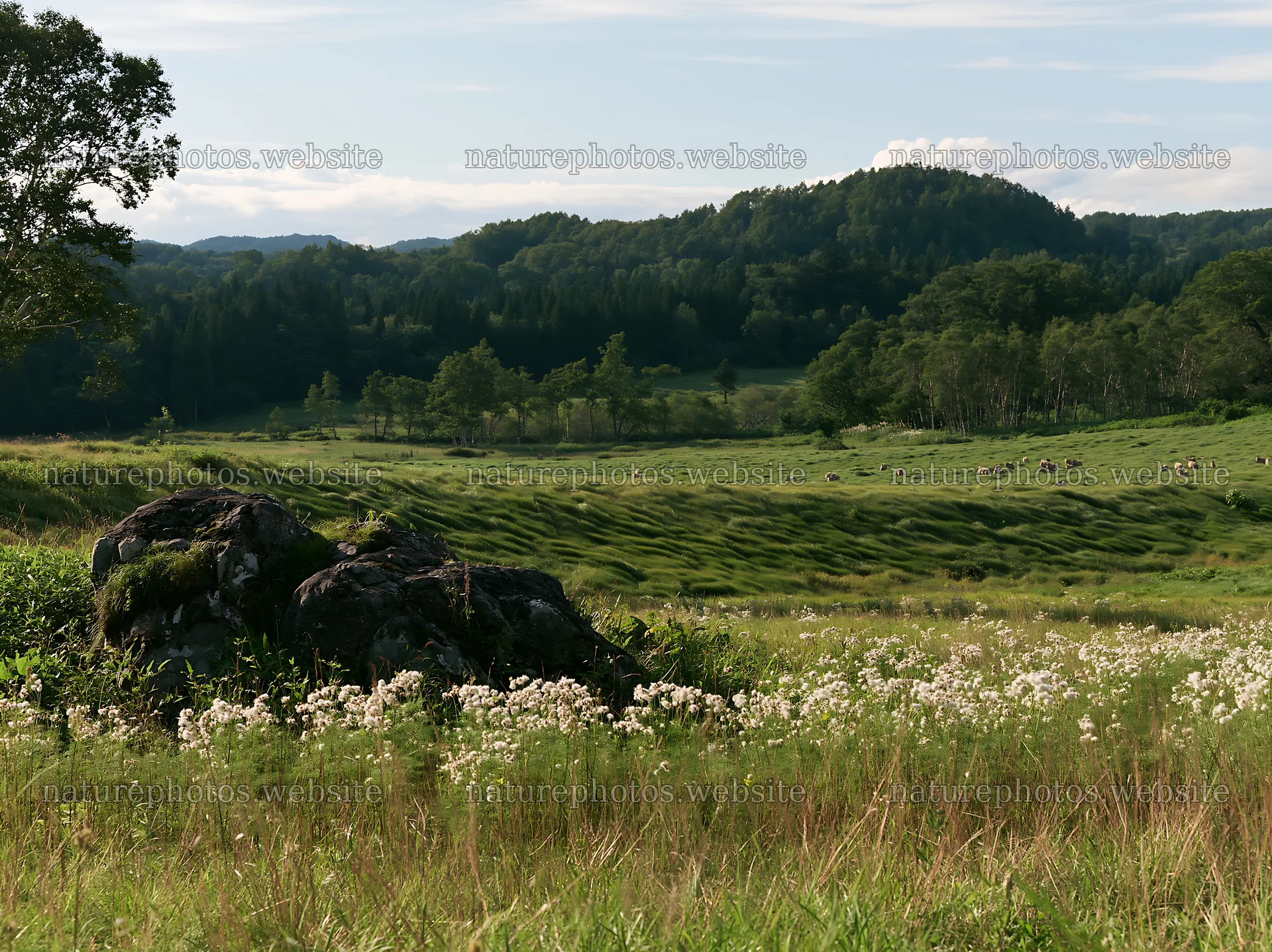 Aomori climate resilient meadow with boulder – nature photos 9174x6866