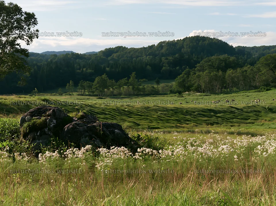 Aomori climate resilient meadow with boulder – nature photos 9174x6866
