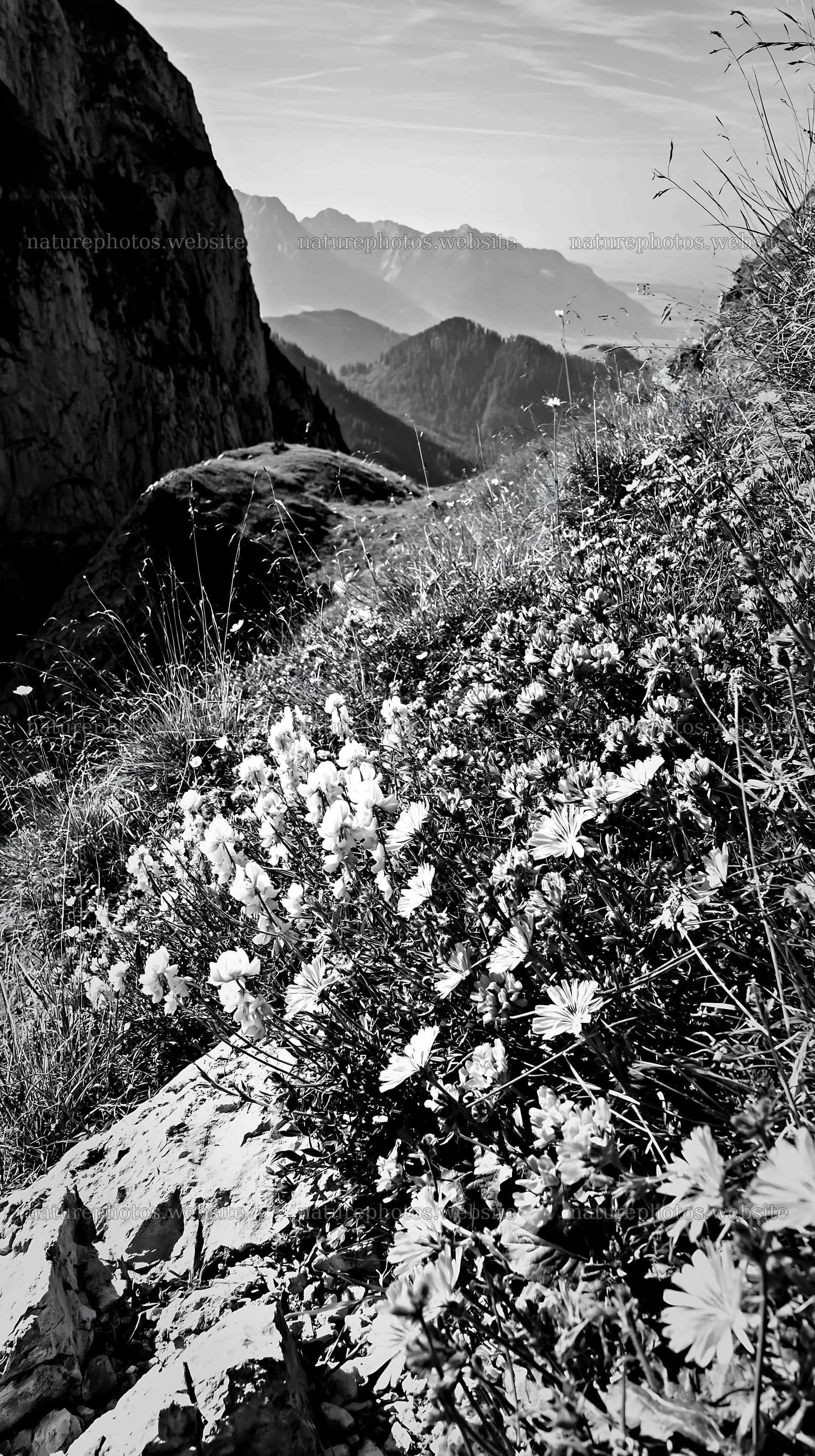 Sainfoin chicory meadow near mountain view in black and white – nature photos 5938x10608