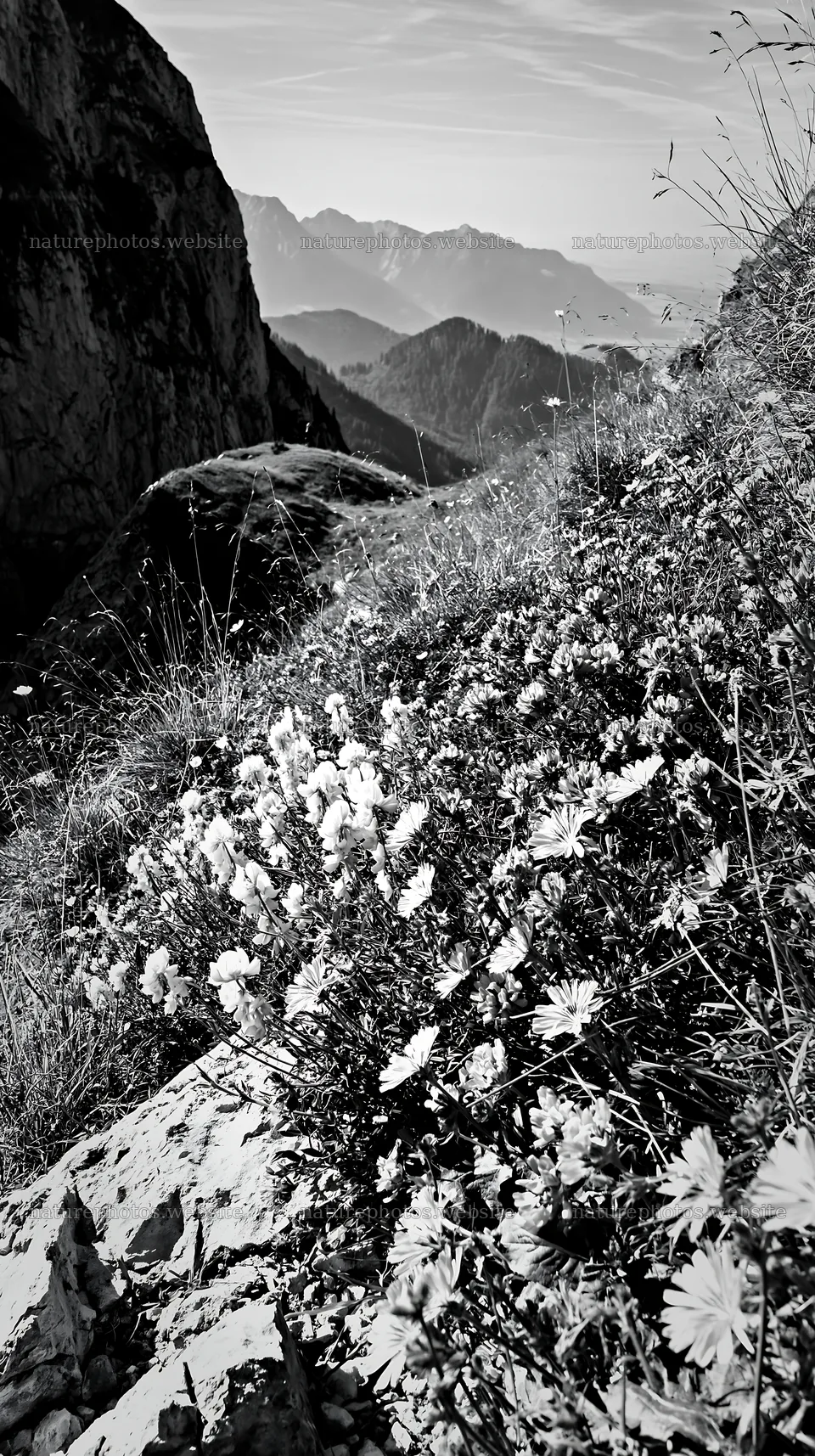 Sainfoin chicory meadow near mountain view in black and white – nature photos 5938x10608