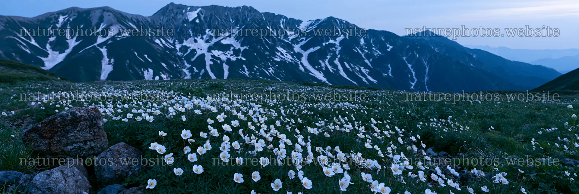 Toyama alpine meadow snowmelt rock foreground with flowers – nature photos 13690x4602