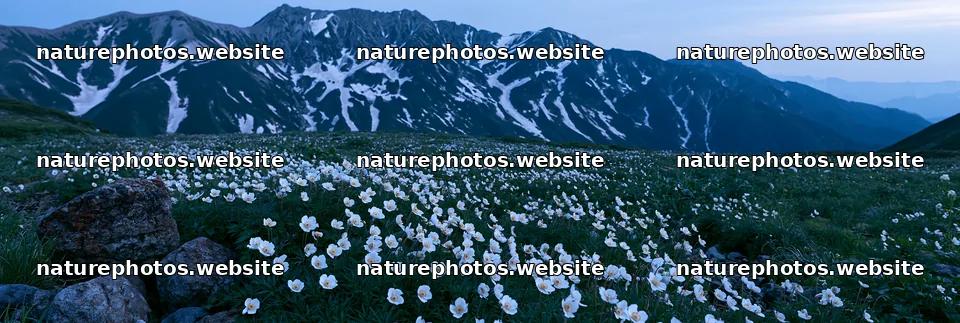Toyama alpine meadow snowmelt rock foreground with flowers – nature photos 13690x4602