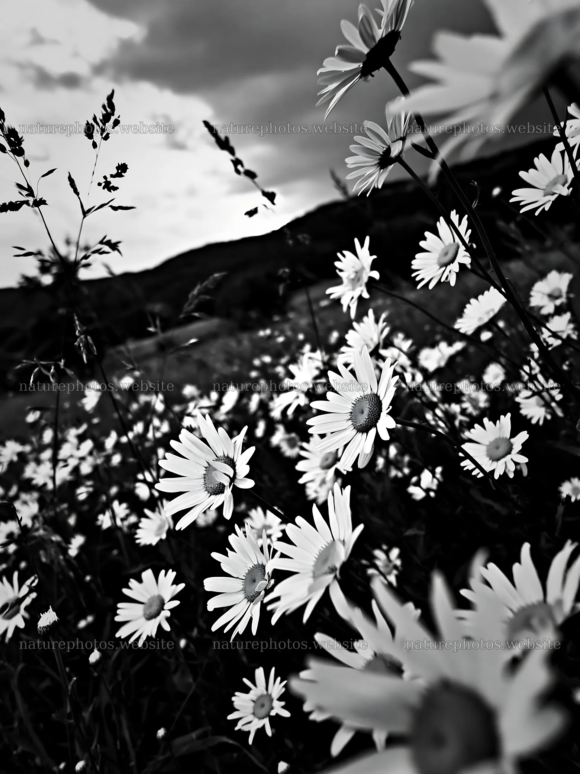 Daisies in an apple meadow with a cloudy sky – nature photos 6866x9174
