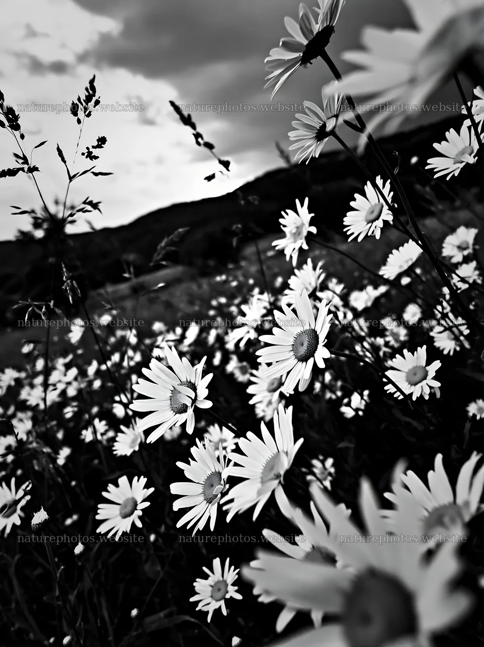 Daisies in an apple meadow with a cloudy sky – nature photos 6866x9174