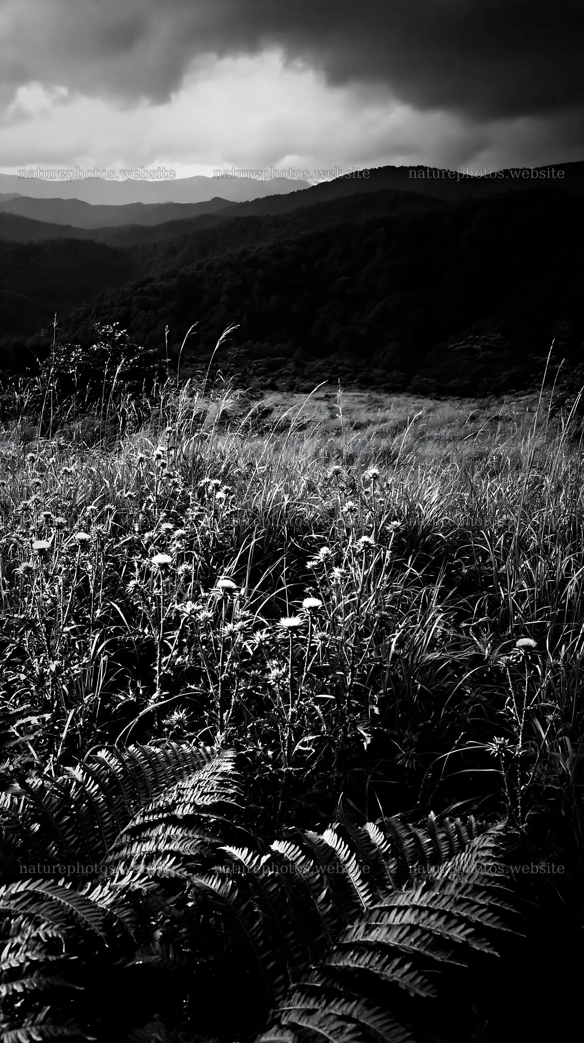Summer meadow with ferns in Nara mountains – nature photos 5938x10608