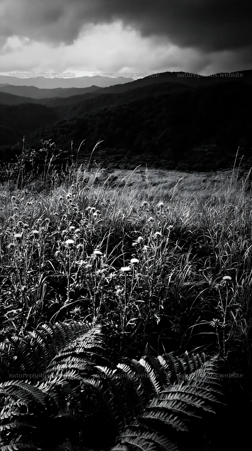 Summer meadow with ferns in Nara mountains – nature photos 5938x10608